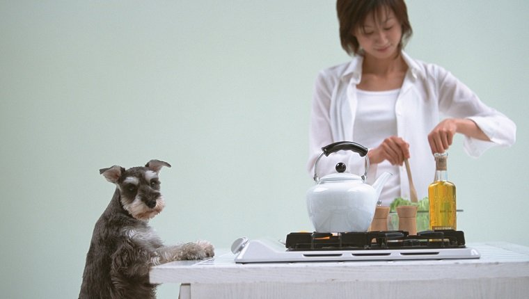 Cooking in the kitchen with dogs