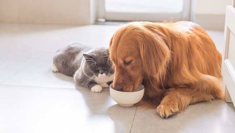 English Shorthair and Golden Retriever