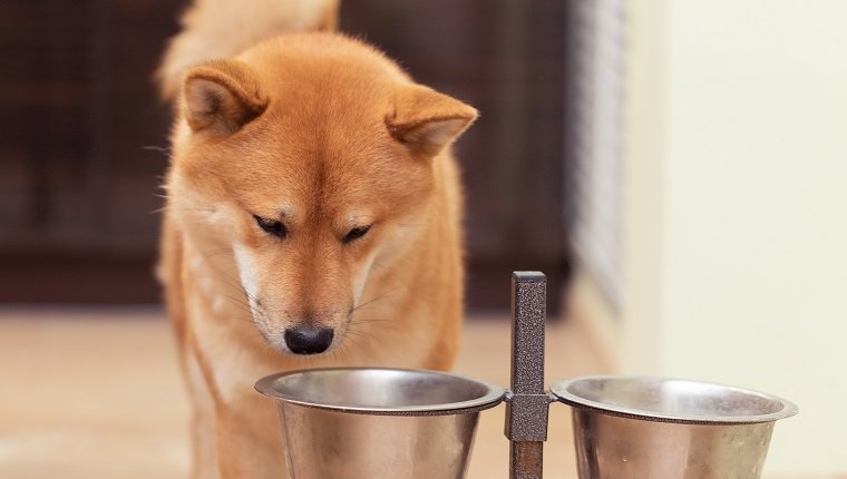 Red Shiba inu dog eats from a dog bowl