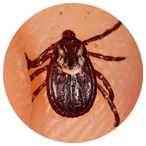 American dog tick or wood tick