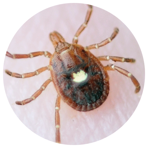 Lone star tick