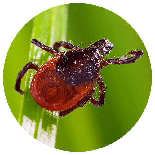 Western black-legged tick