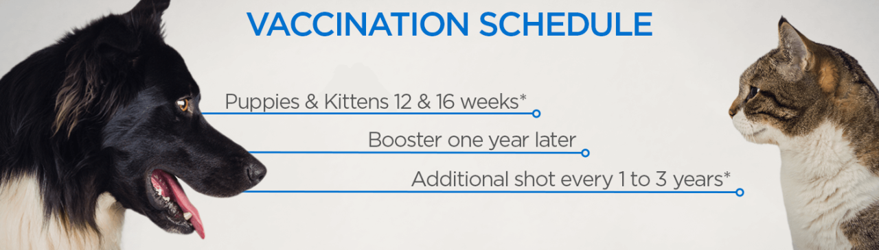 Vaccination schedule: puppies and kittens at 12 and 16 weeks; Booster after a year; Additional injections every 1-3 years.