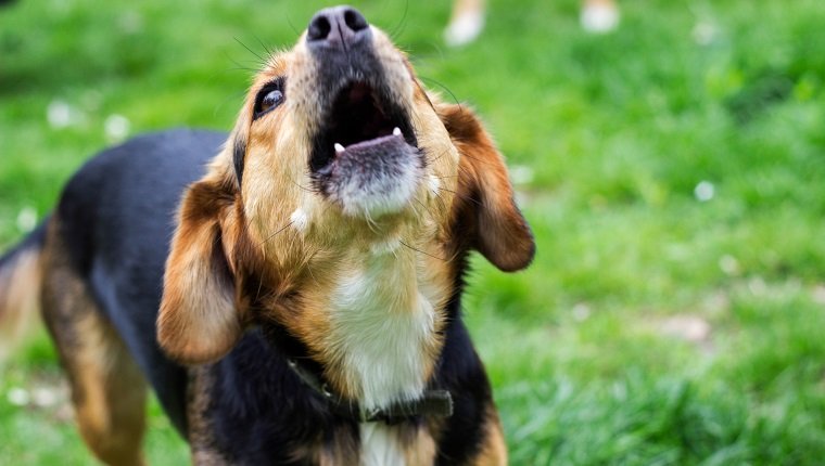 Cute puppy standing on green fields howling. Spring/summer