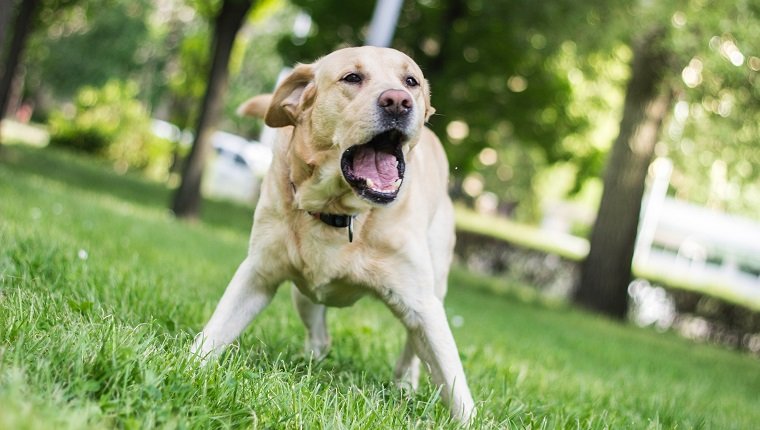 拉布拉多犬在城市公园吠叫。 美好的晴天，夏天/春天