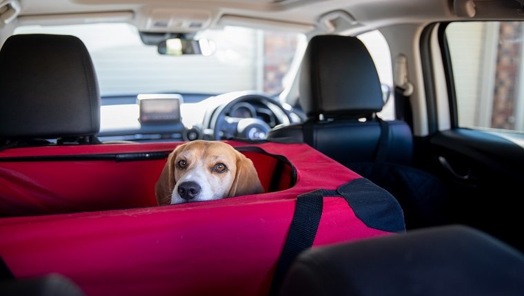 The Beagle waits in her crate for the rest of the car to be packed.