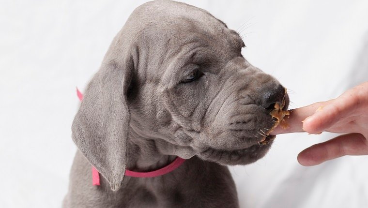 Great Dane puppies taste peanut butter