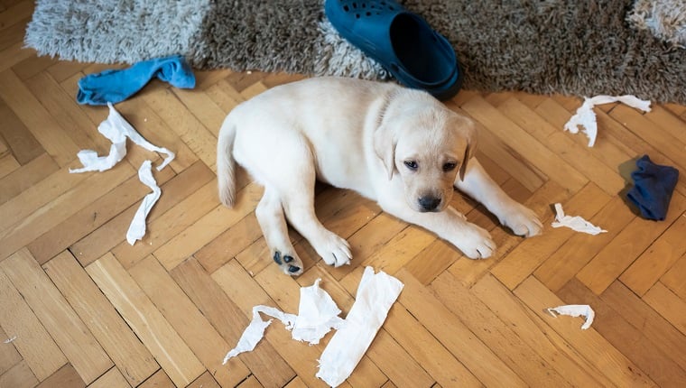 Puppies create chaos at home