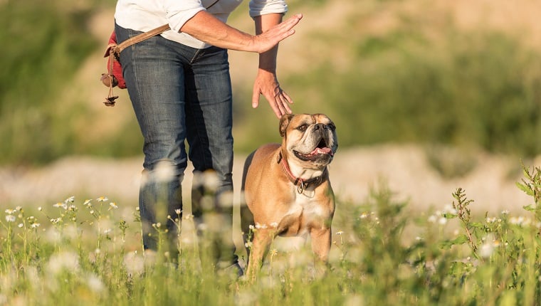 听话的大陆斗牛犬和他的驯兽师。 在草地上进行联合训练。 信号和手势